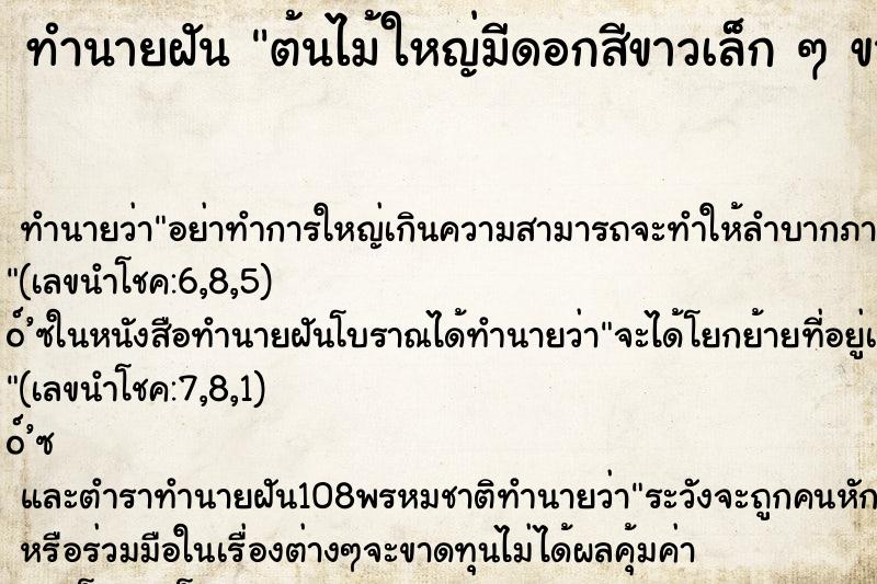 ทำนายฝัน ต้นไม้ใหญ่มีดอกสีขาวเล็ก ๆ ขาวโพลนเต็มต้นสวยงาม ทำนายฝัน ต้นไม้ใหญ่มีดอกสีขาวเล็ก ๆ ขาวโพลนเต็มต้นสวยงาม